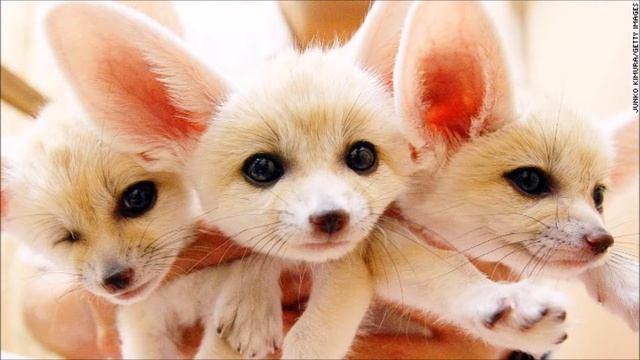 20 Самых Милых Животных смотреть онлайн