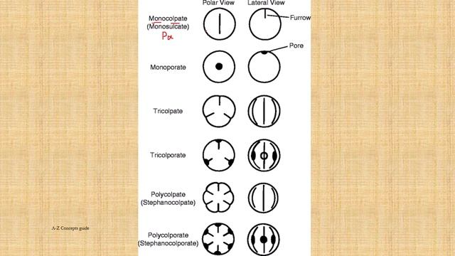 Shell Code | How to write the shellcode of spores and pollens? |palynology| A-Z Concepts guide смотреть онлайн