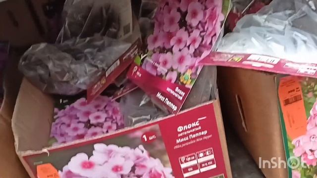 ОБИ. Мега. Белая Дача.#обзор #цветоводство #флоксы смотреть онлайн