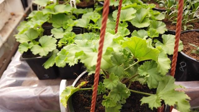 Заставляем Пеларгонию давать ПОБЕГИ в НУЖНОМ МЕСТЕ. смотреть онлайн
