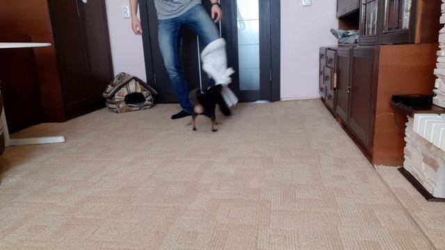 Той-терьер выполняет 20 команд смотреть онлайн