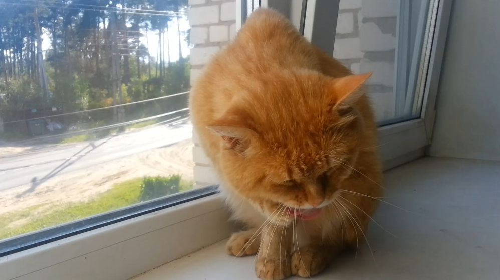 Мойте морду по утрам смотреть онлайн