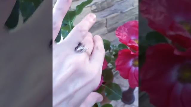Гибкость моего холодного фарфора. Холодный фарфор смотреть онлайн