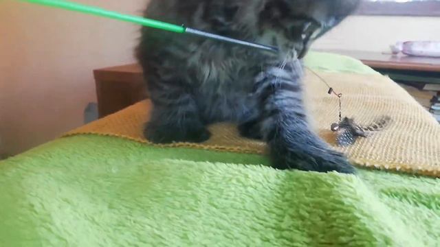 Котик полидакт чёрный пятно, 1.5 мес. смотреть онлайн
