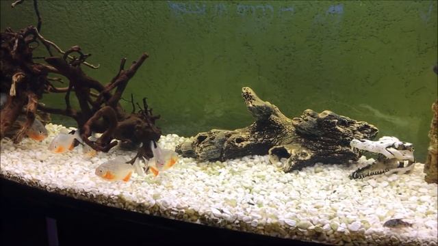 Пираньи разорвали Тернецию за секунду!!! Ращу МОНСТРОВ!!! Аквариум 300 литров!!! смотреть онлайн