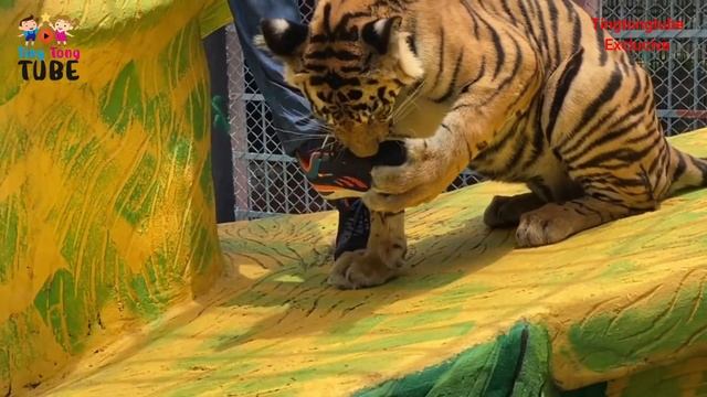 Tiger attacks at the Zoo | Tiger Joe Biden смотреть онлайн