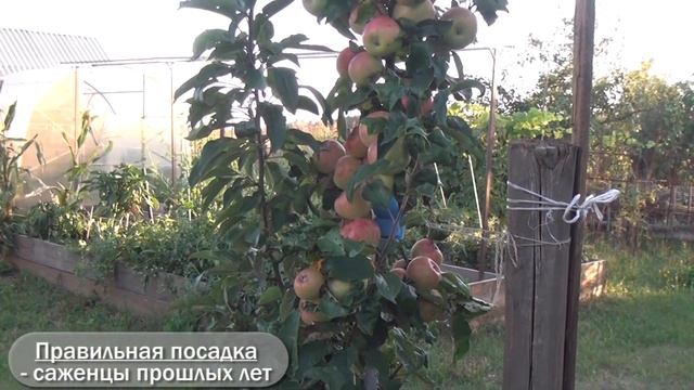 Саженцы: правильная посадка, уход и полив смотреть онлайн