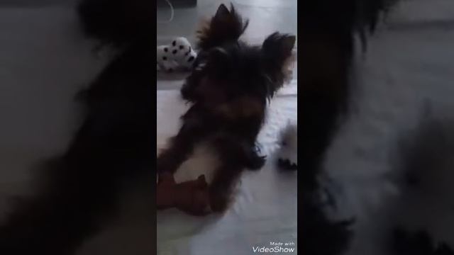 Мечта сбылась! Мне подарили собаку? смотреть онлайн