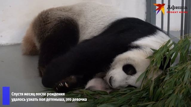 Детеныш панды в Московском зоопарке | Лучшее видео! смотреть онлайн