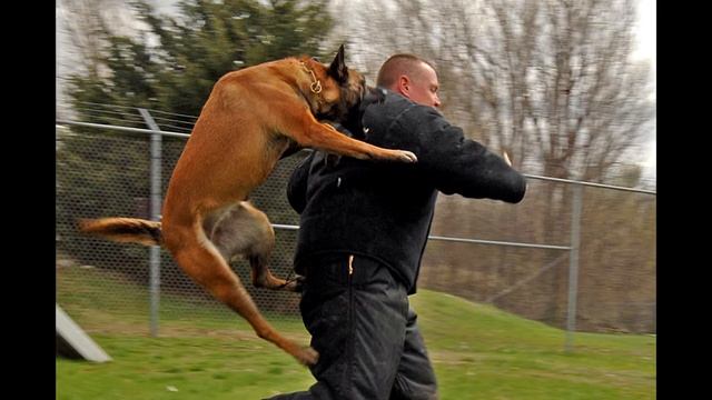 Собака - друг человека ?! ТОП лучших историй спасения людей животными. смотреть онлайн