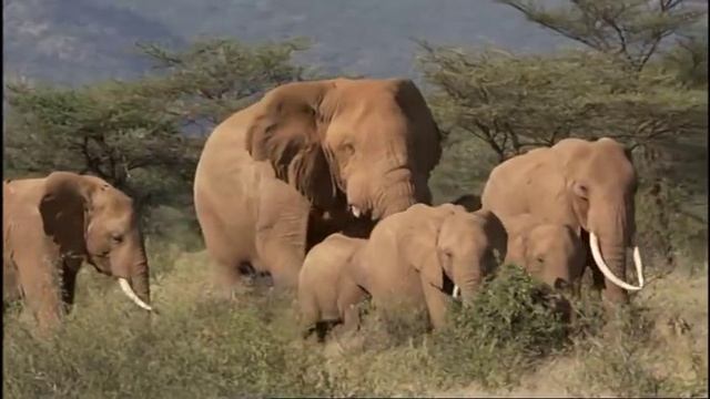 Mating In Elephants Part 2