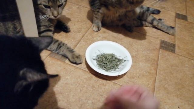 Сухая трава для еды кошкам смотреть онлайн