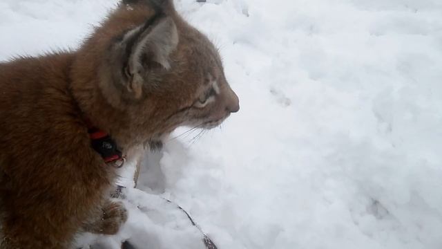 Василиса. Восточно сибирская рысь. Прогулка. Снег. смотреть онлайн