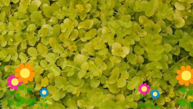 Вербейник монетчатый Ауреа (Aurea). Краткий обзор, описание характеристик, где купить саженцы смотреть онлайн