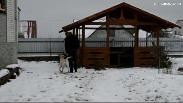 [Занятие 2] Как научить лабрадора ходить РЯДОМ, не натягивая поводка смотреть онлайн