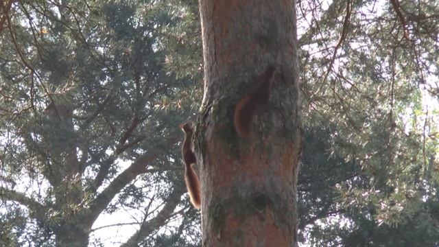 little squirrel has its fun смотреть онлайн