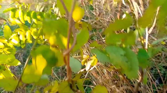 Прогулка собак + вечёрка на утку смотреть онлайн