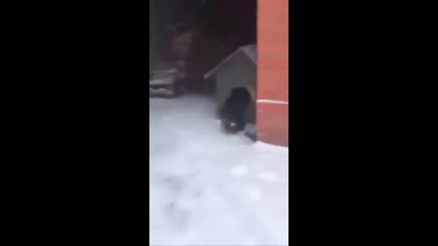 Собака издевается над котом) Тащит его в конуру! смотреть онлайн