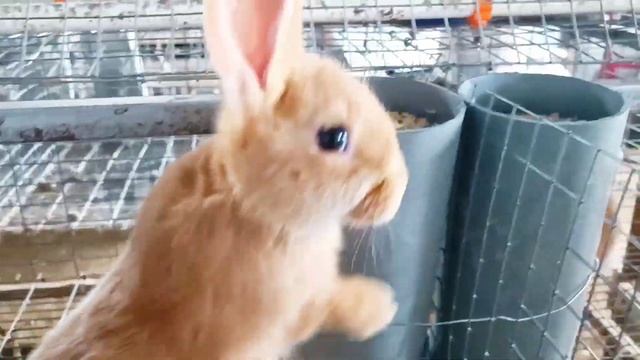 Burgundy Rabbits L  Бургундский кролик L Burgundian Style Bunny