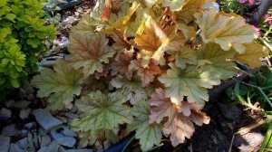 Гейхеры в нашем саду, 1ая часть.