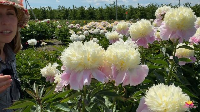 Пион TOUCH OF CLASS. Открытие цветочного сезона 2020/21 / Сад Ворошиловой смотреть онлайн