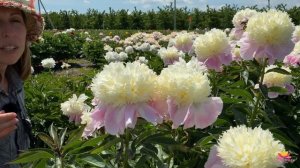 Пион TOUCH OF CLASS. Открытие цветочного сезона 2020/21 / Сад Ворошиловой