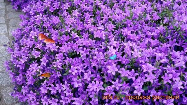 Колокольчик портеншлага (campanula portenschlagiana) ? обзор: как сажать, рассада колокольчика смотреть онлайн