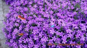 Колокольчик портеншлага (campanula portenschlagiana) ? обзор: как сажать, рассада колокольчика