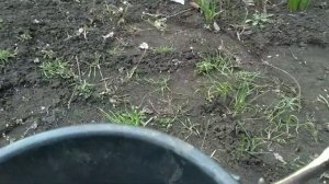 Первая подкормка черенков САМШИТА и ТУИ| Подкормка для быстрого роста туй и самшита