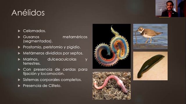 Filo Nemátodos y Filo Platelmintos смотреть онлайн