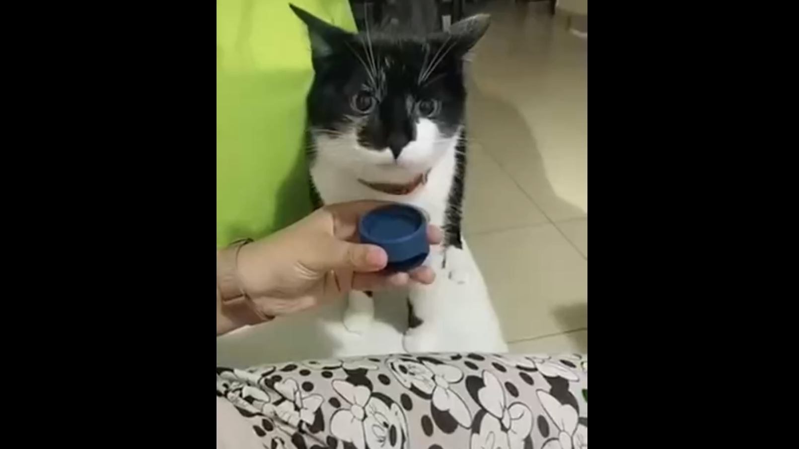 Музыкальный кот смотреть онлайн