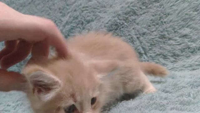 котенко мейн кун, мальчик, крем, Чегевара смотреть онлайн
