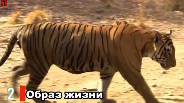 ЛЕВ ПРОТИВ ТИГРА | СРАВНЕНИЕ | КТО ПОБЕДИТ??? смотреть онлайн