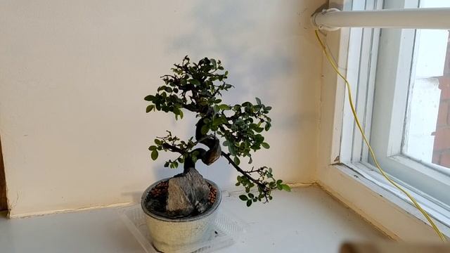 СПОСОБЫ ПОЛИВА БОНСАЙ | ПЛЮСЫ И МИНУСЫ смотреть онлайн