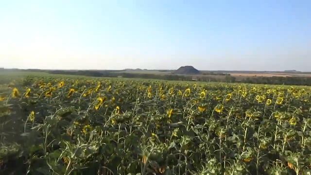 Корень подсолнуха  Как растет и зреет корень подсолнуха