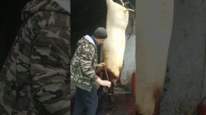 свинья на лебедке. проще, легче, чище и быстрее чем на полу
