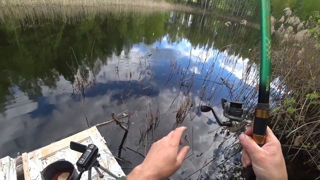 На лесное болото в поисках карася. Рыбалка на поплавок. смотреть онлайн