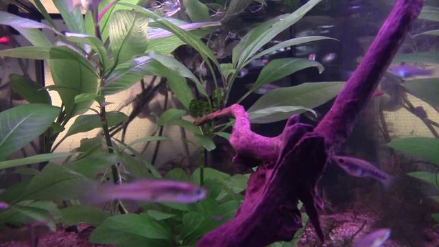Limia melanogaster смотреть онлайн