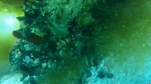 жизнь в Приморье. дайвинг.морской гребешок.