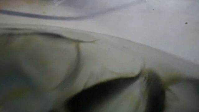 Рыбалка на море Экскурсия Крым Коктебель HD GoPro смотреть онлайн