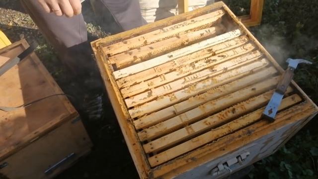 ОТКРЫТЫЙ РАСПЛОД В ОКТЯБРЕ ,КАК БЫТЬ? Сборка гнезда на зиму. смотреть онлайн