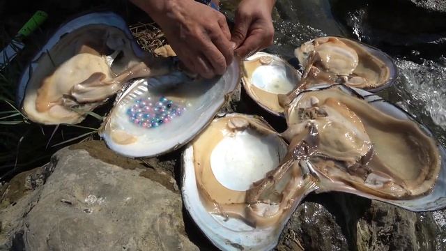 A clam almost bit the finger of a pearl hunter,but luckily he harvested beautiful blue-purple pearl смотреть онлайн