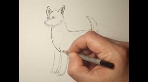 Как нарисовать собаку породы чихуахуа