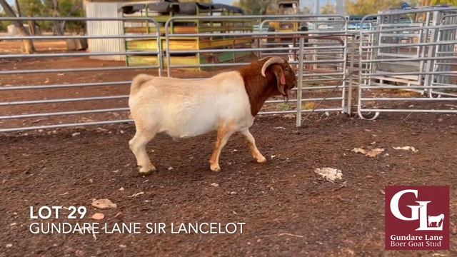Lot 29 Gundare Lane Sir Lancelot - Pinnacle Boer Goat Sale 2023 смотреть онлайн
