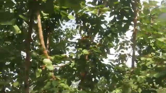 Капуста и дожди смотреть онлайн