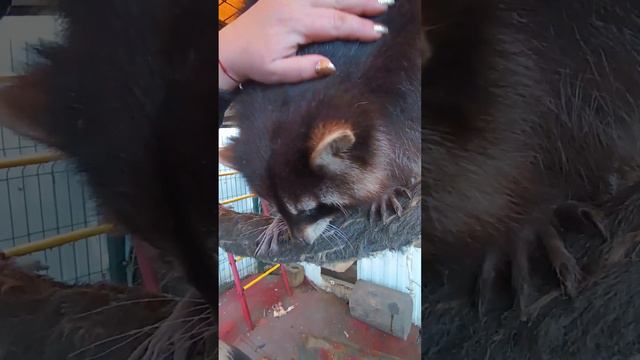 Жужа была ещё жива😮💨 #помощьбездомнымживотным #ямыилюша #анапа #енотилюша смотреть онлайн