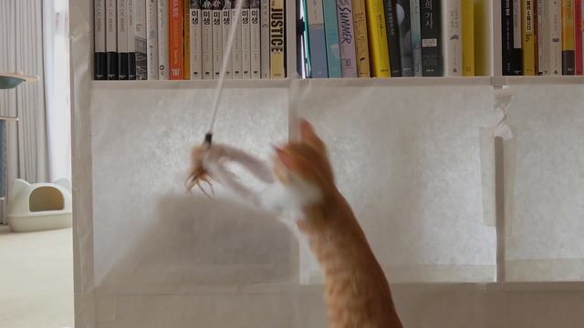 LuLu Charged Headfirst Into a Paper Wall! | Kittisaurus смотреть онлайн
