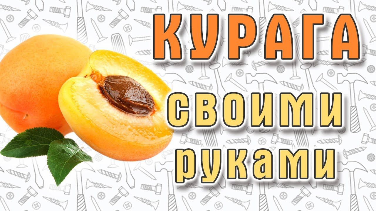 Курага своими руками. Большой обзор сушилок для овощей и фруктов (дегидраторов) смотреть онлайн