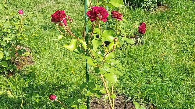 Timeless Tradescant (AUSdir)