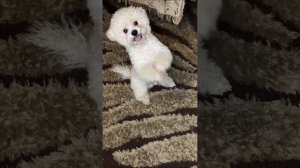 Дрессировка собаки . Бишон фризе . Команды для собак